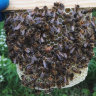 Пчеломатка Бакфаст неплодная 2020