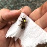 Матка ИО без проверки на засев