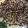 Пчеломатка Бакфаст ИО 2020 (засев проверен)