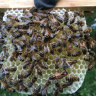 Пчеломатка Бакфаст ИО 2020 (засев проверен)
